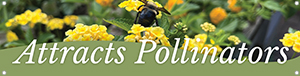 Attracts Pollinators 47