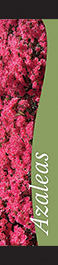 Azaleas 12x55 - Swoop