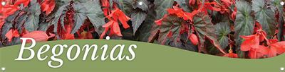 Begonias 47
