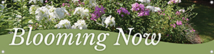 Blooming Now 47