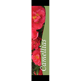 Camellias 12x55 - Swoop
