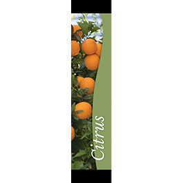 Citrus 12x55 - Swoop