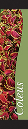 Coleus 12x55 - Swoop