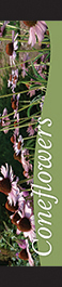 Coneflowers 12x55 - Swoop