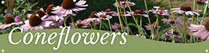 Coneflowers 47x12 - Swoop