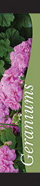 Geraniums 12x55 - Swoop