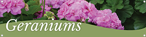 Geraniums 47x12 - Swoop