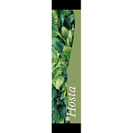 Hosta 12