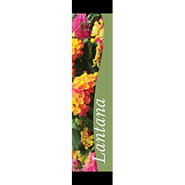 Lantana 12