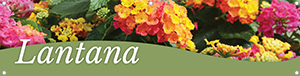 Lantana 47