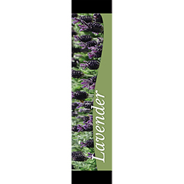 Lavender 12