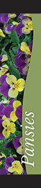 Pansies 12x55 - Swoop
