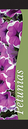 Petunias 12x55 - Swoop