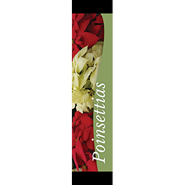 Poinsettias 12