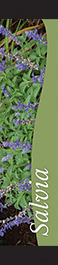 Salvia 12x55 - Swoop