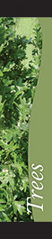 Trees 12