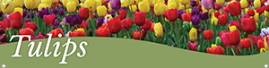 Tulips 47