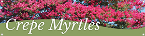 Crepe Myrtles 47