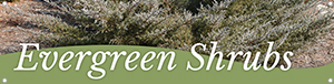 Evergreen Shrubs 47x12 - Swoop