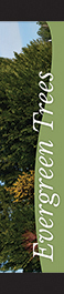 Evergreen Trees 12x55 - Swoop