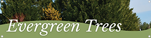 Evergreen Trees 47x12 - Swoop