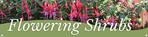 Flowering Shrubs 47x12 - Swoop