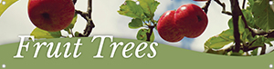 Fruit Trees 47x12 - Swoop