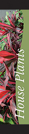 House Plants 12x55 - Swoop