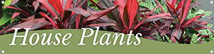 House Plants 47x12 - Swoop
