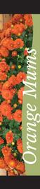 Mums - Orange 12x55 - Swoop