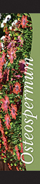 Osteospermum 12x55 - Swoop