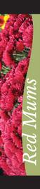 Mums - Red 12x55 - Swoop