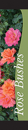 Rose Bushes 12x55 - Swoop