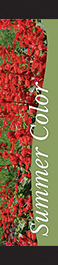 Summer Color 12x55 - Swoop