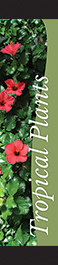 Tropical Plants 12