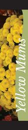 Mums - Yellow 12x55 - Swoop
