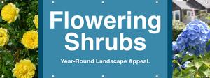 Flowering Shrubs 8ft x 3ft - Bold