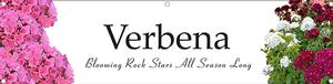 Verbena 47