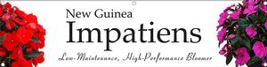 New Guinea Impatiens 47