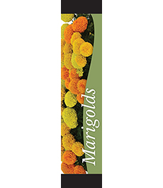 Marigolds 12