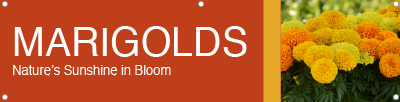 Marigolds 47