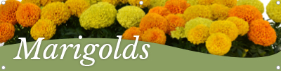 Marigolds 47