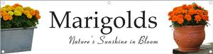 Marigolds 47