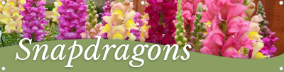 Snapdragons 47