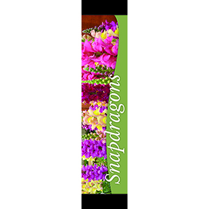 Snapdragons 12
