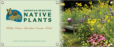 American Beauties Native Plants 48in x 20in