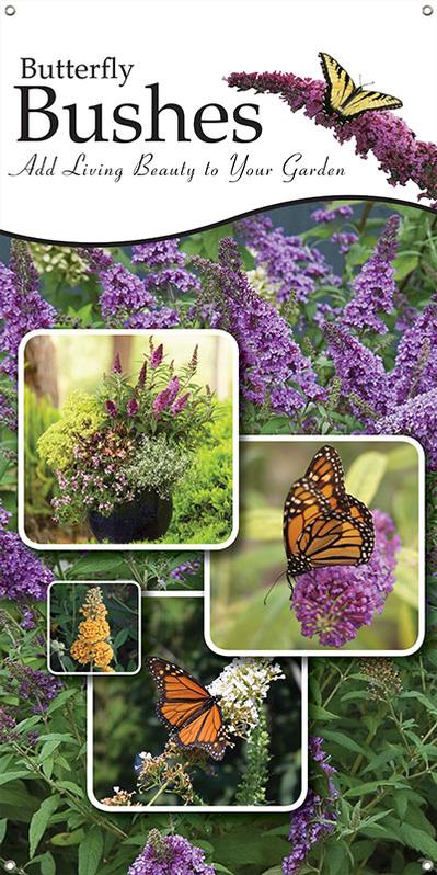 Butterfly Bushes 18