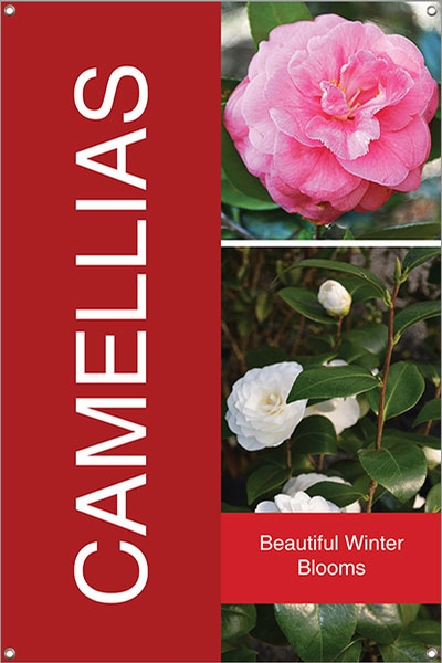 Camellias 24