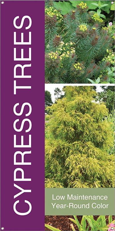 Cypress Trees 18