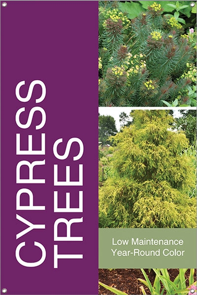 Cypress Trees 24